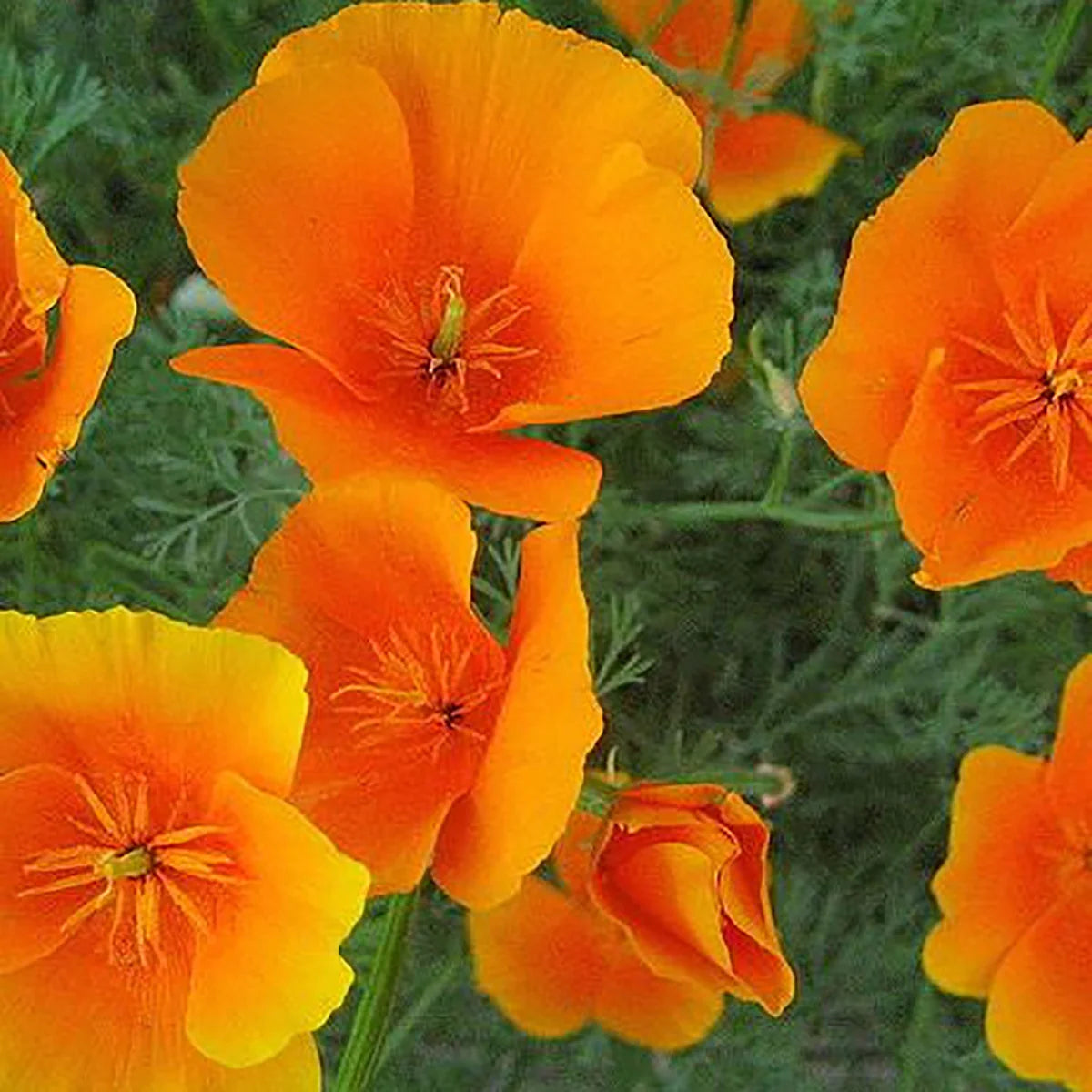 Poppy - California Poppy