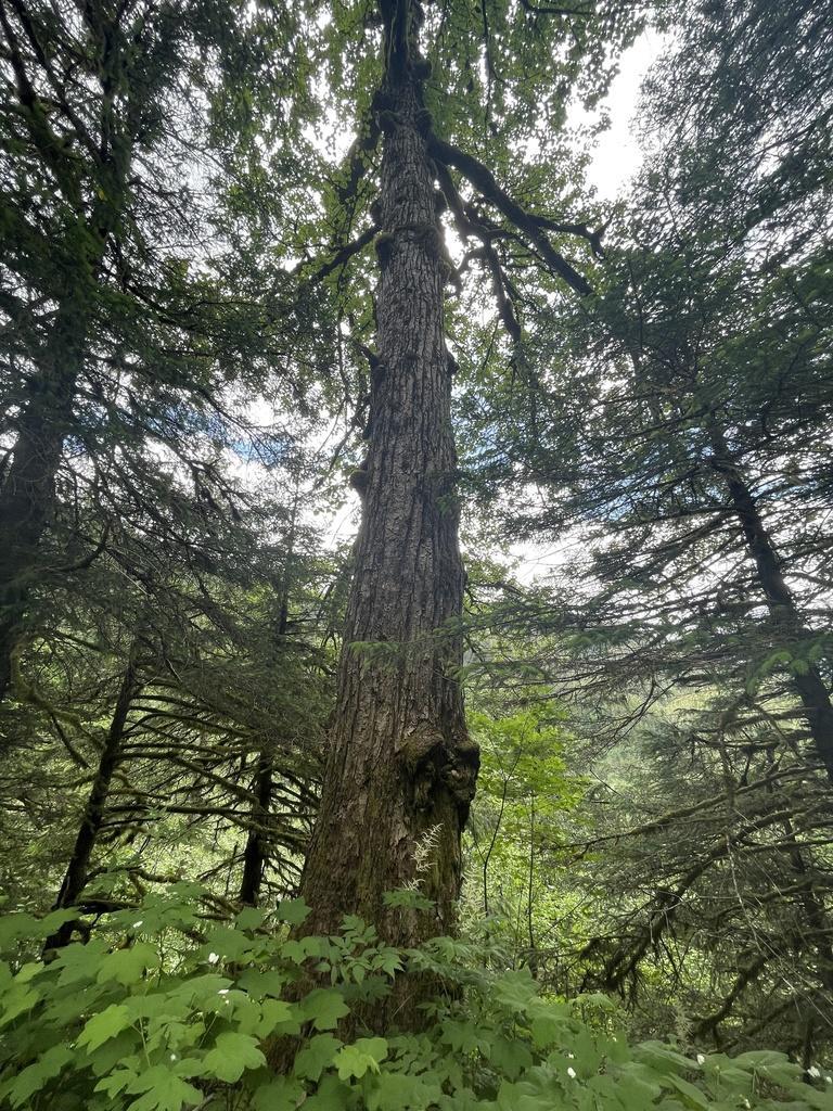 Black Cottonwood