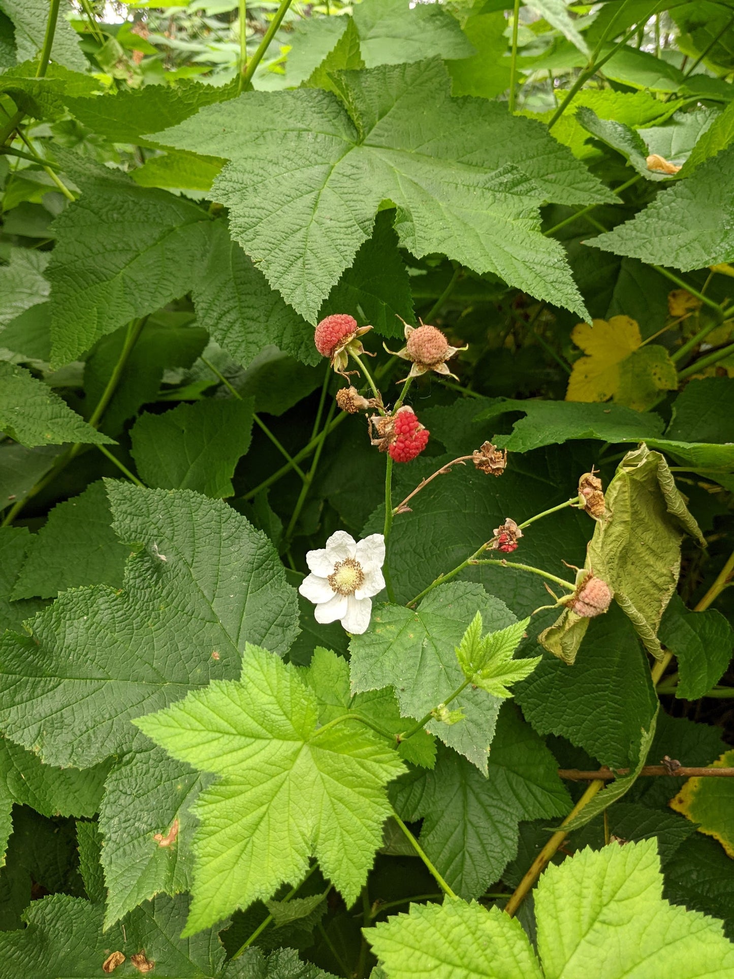 Thimbleberry
