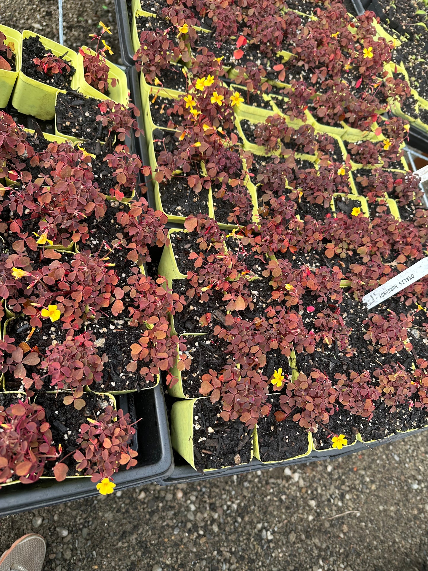 Burgundy oxalis