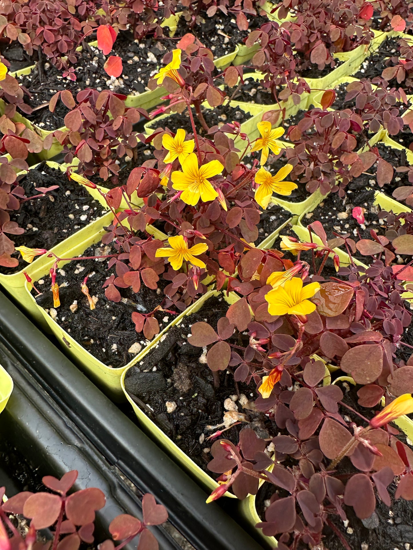 Burgundy oxalis