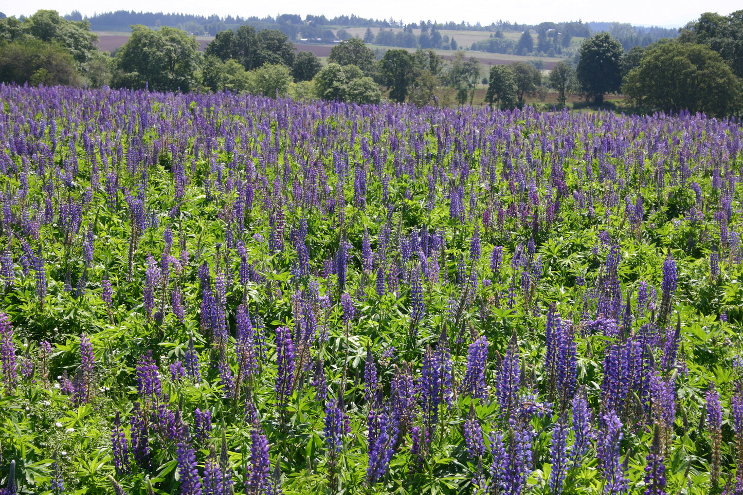 Lupine Flowering Plant