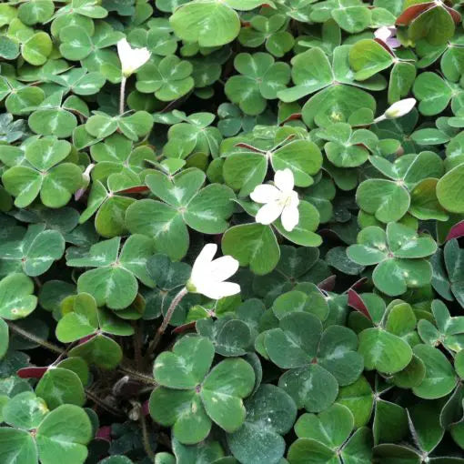 Oregon Oxalis - Redwood Sorrel