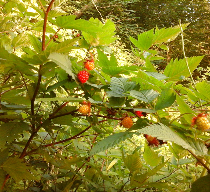 Salmonberry