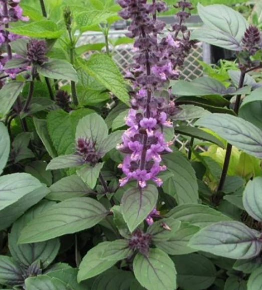 african blue basil
