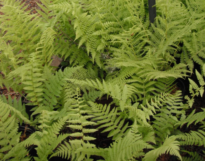 Pacific Northwest Fern -