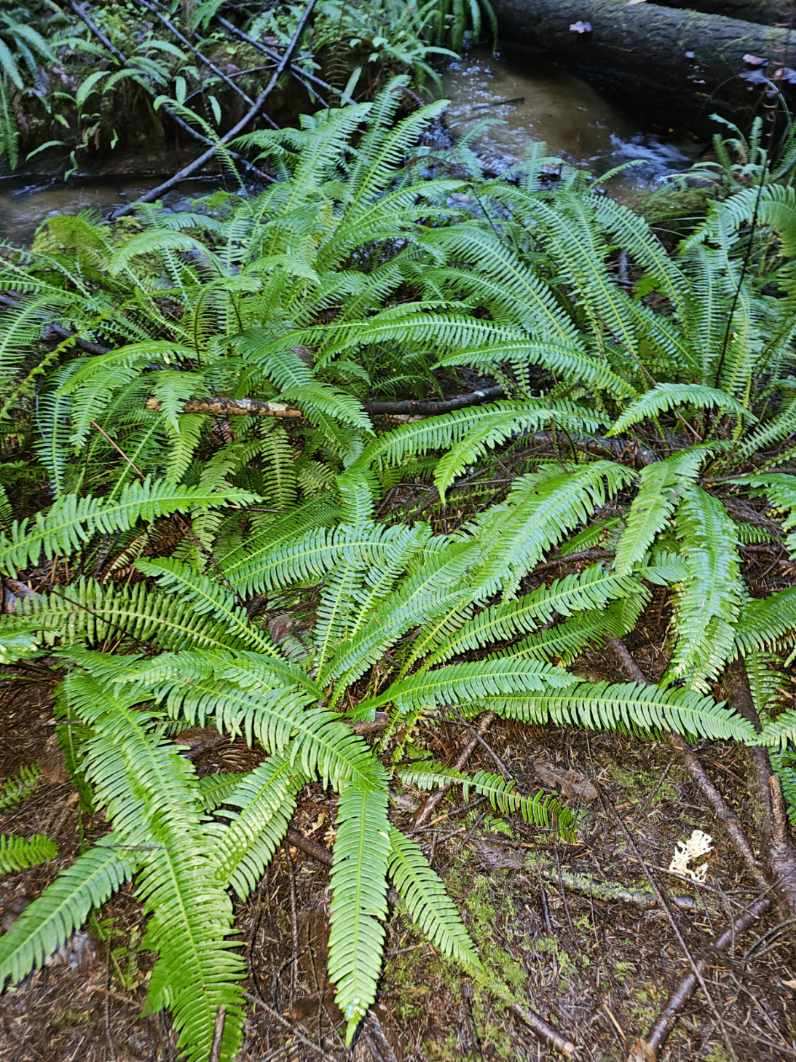 Pacific Northwest Fern -