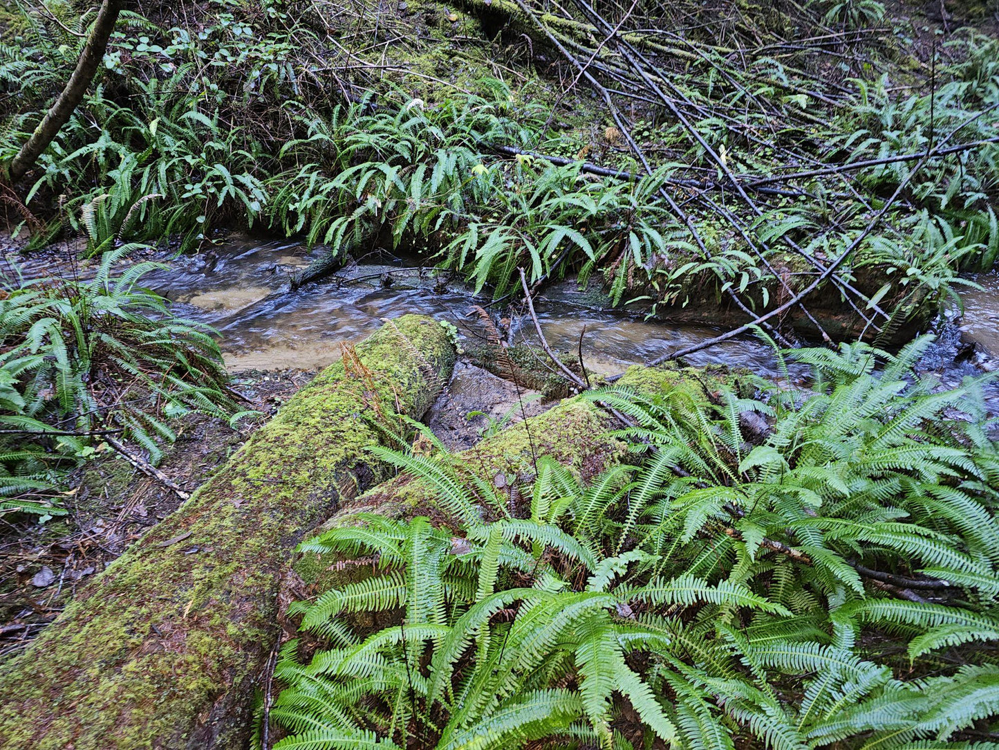 Pacific Northwest Fern -
