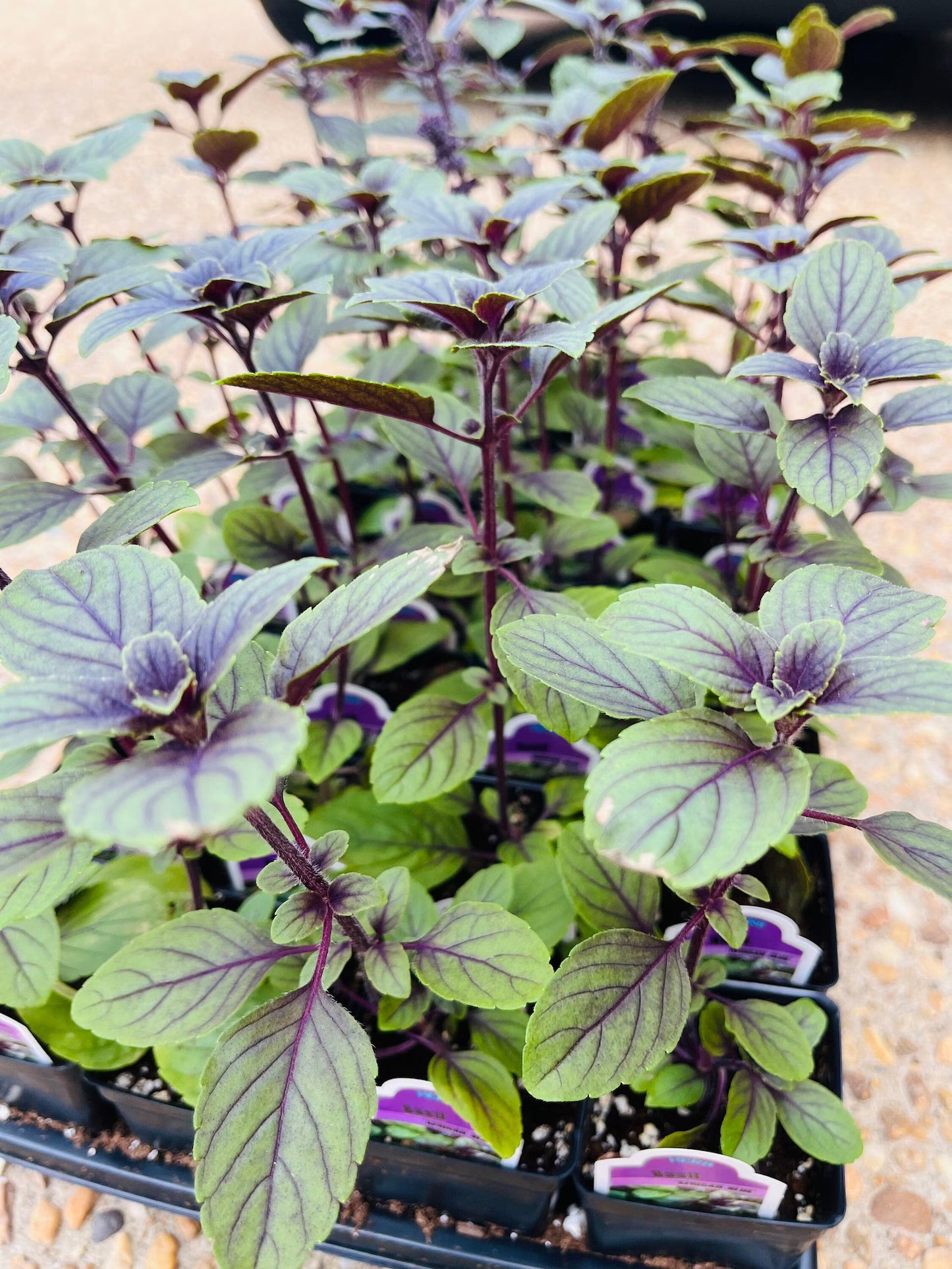 african blue basil