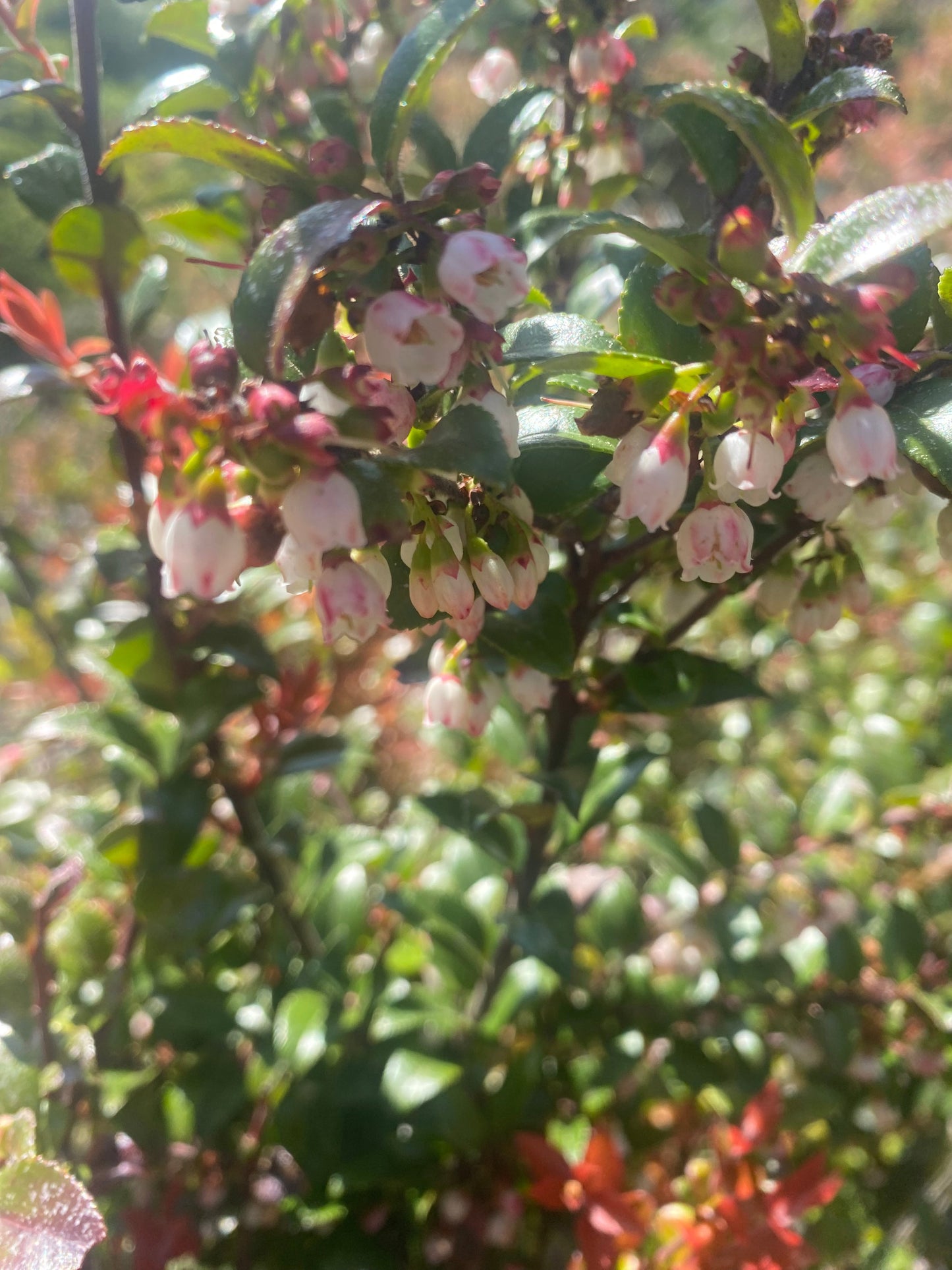 Evergreen Huckleberry