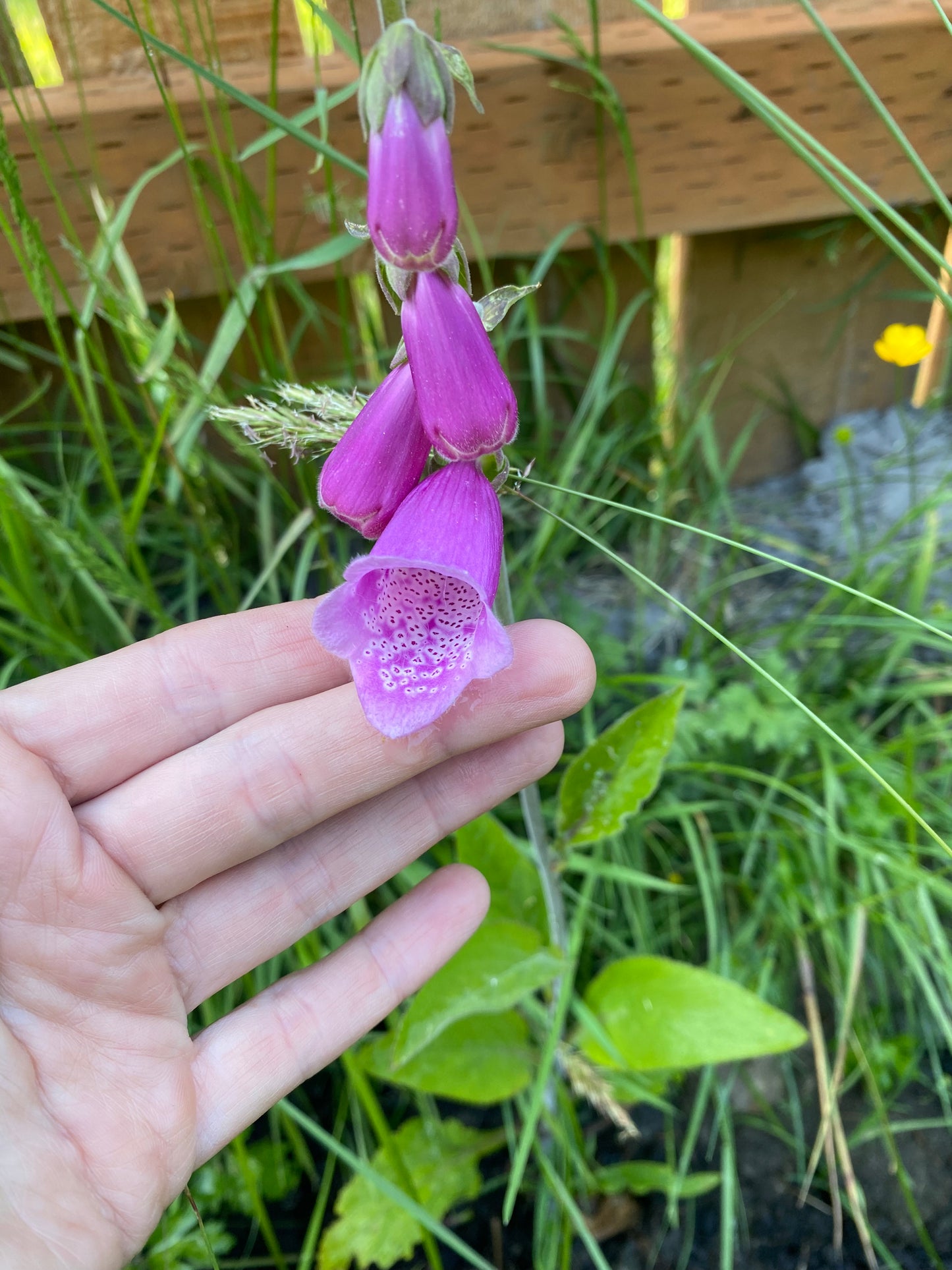 Foxglove - Purple