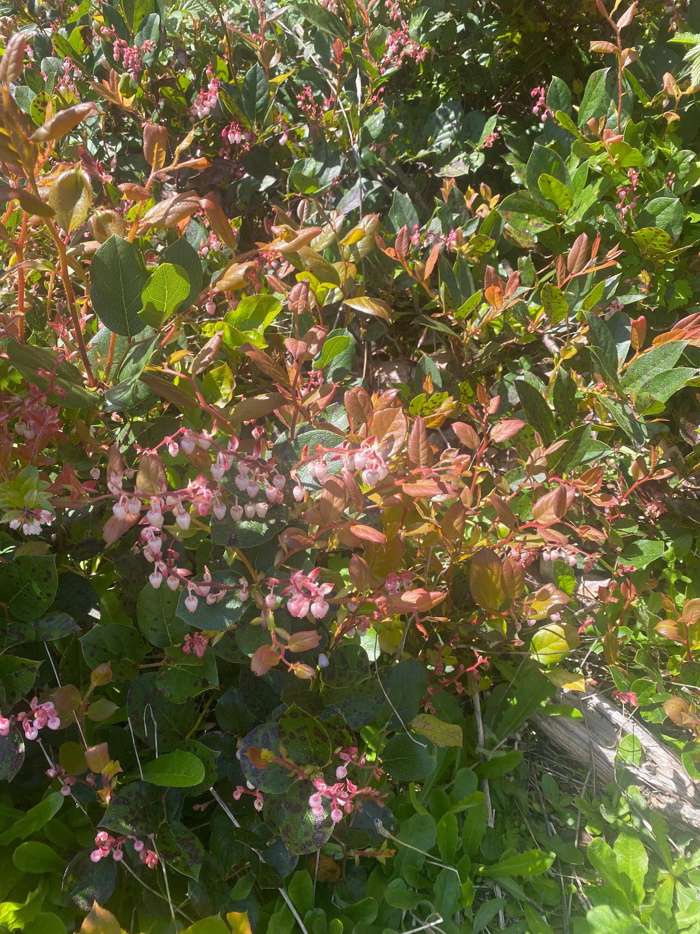 Evergreen Huckleberry
