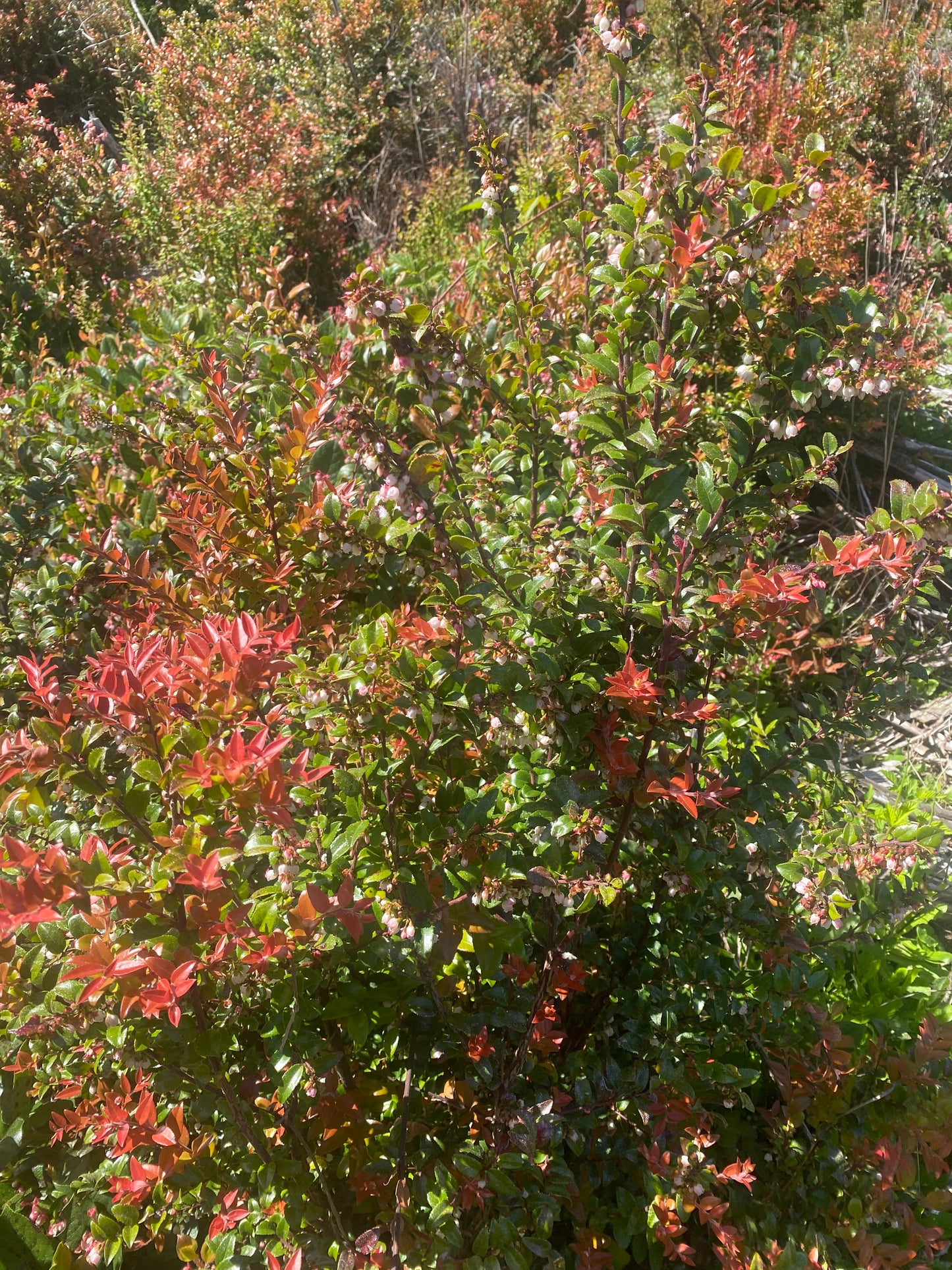 Evergreen Huckleberry