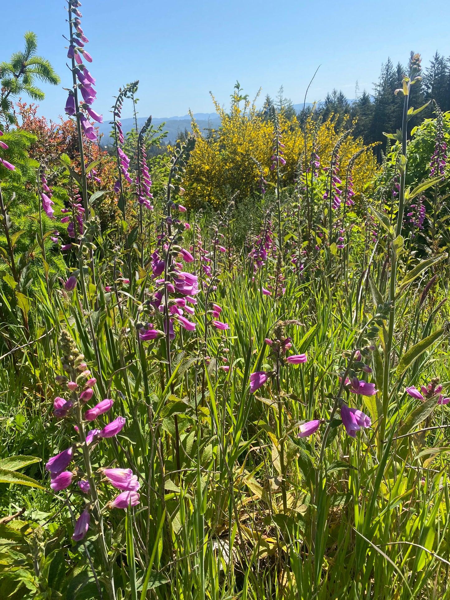 Foxglove - Purple