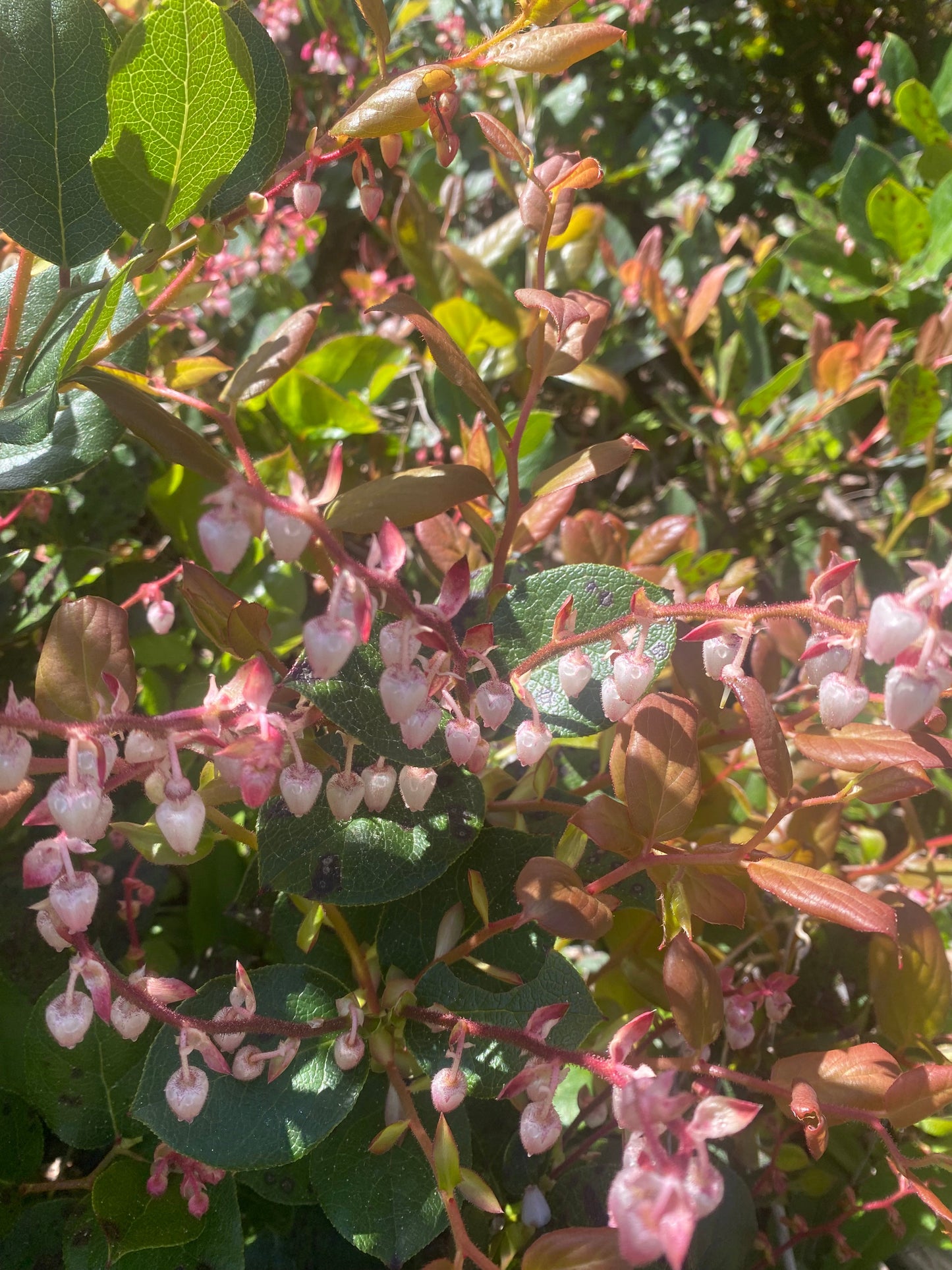 Evergreen Huckleberry