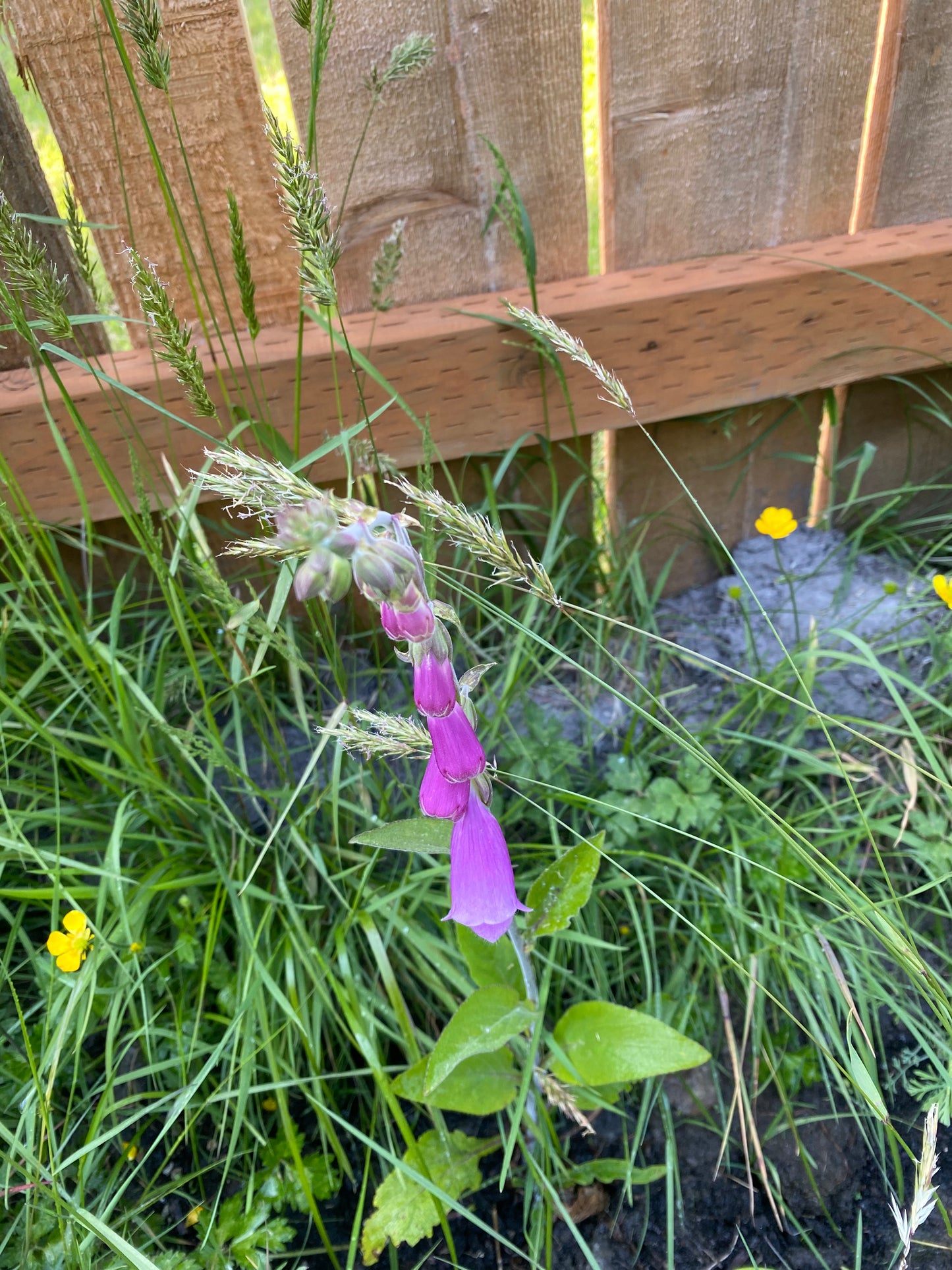 Foxglove - Purple