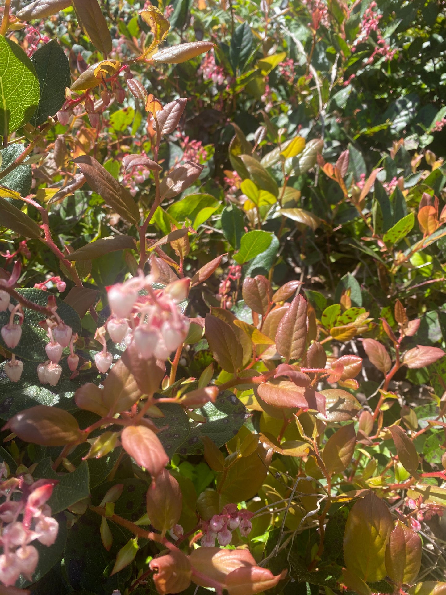 Evergreen Huckleberry