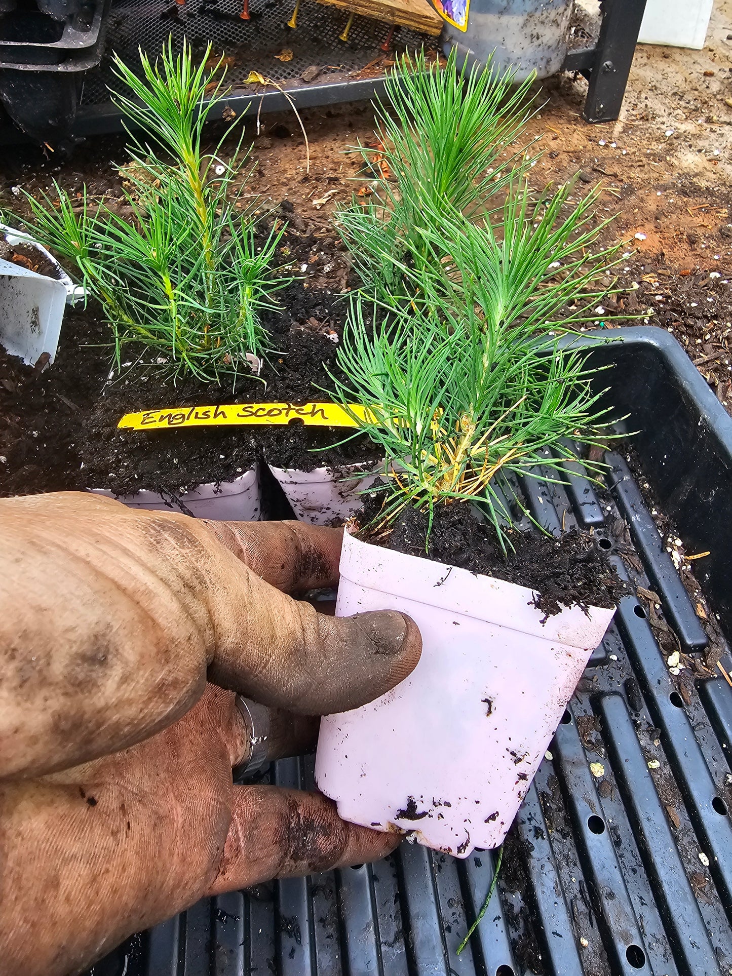english scotch pine