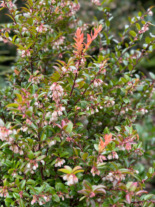 Evergreen Huckleberry Seeds