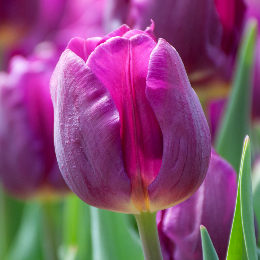 Purple Tulip bulbs - 10 pack