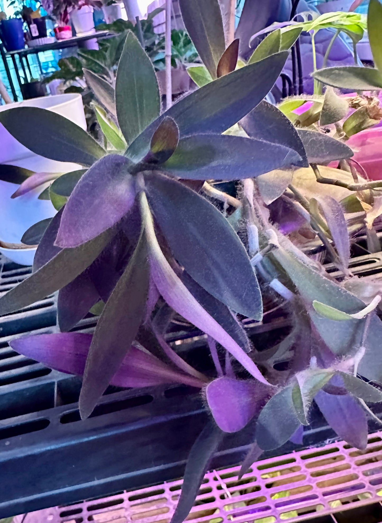 Tradescantia - Purple Heart