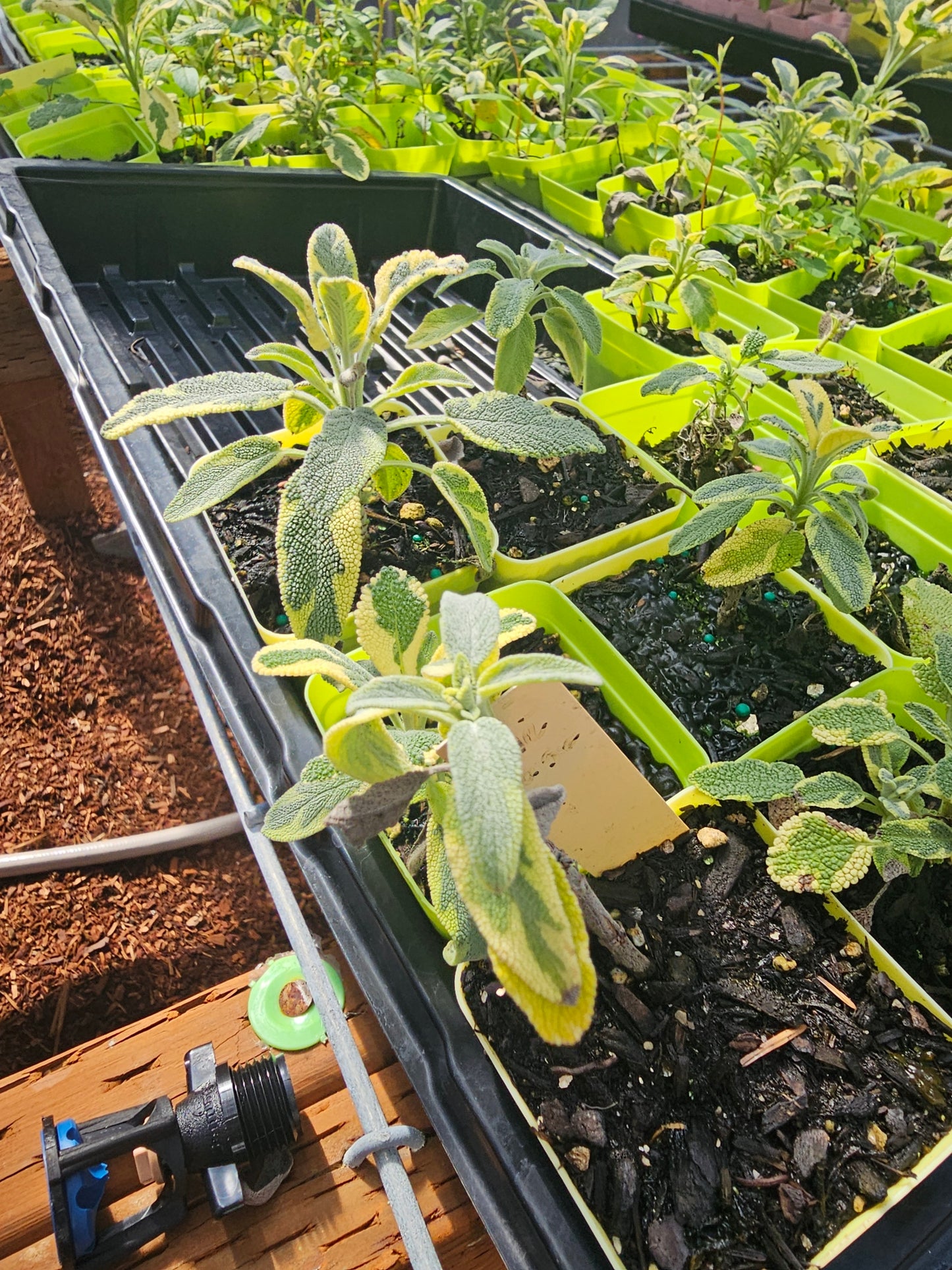 Sage - Varigated
