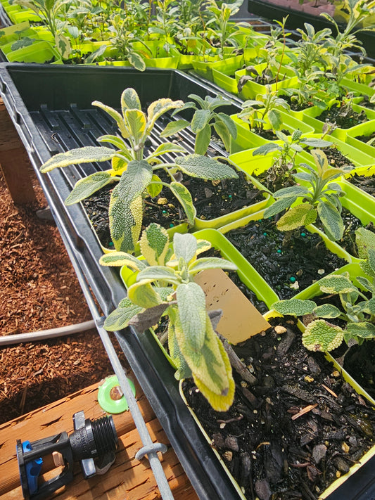 Sage - Varigated