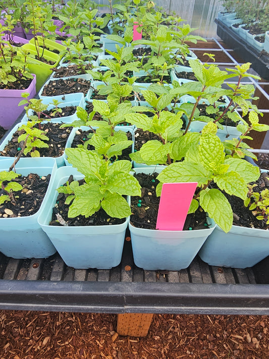 Mint - Spearmint