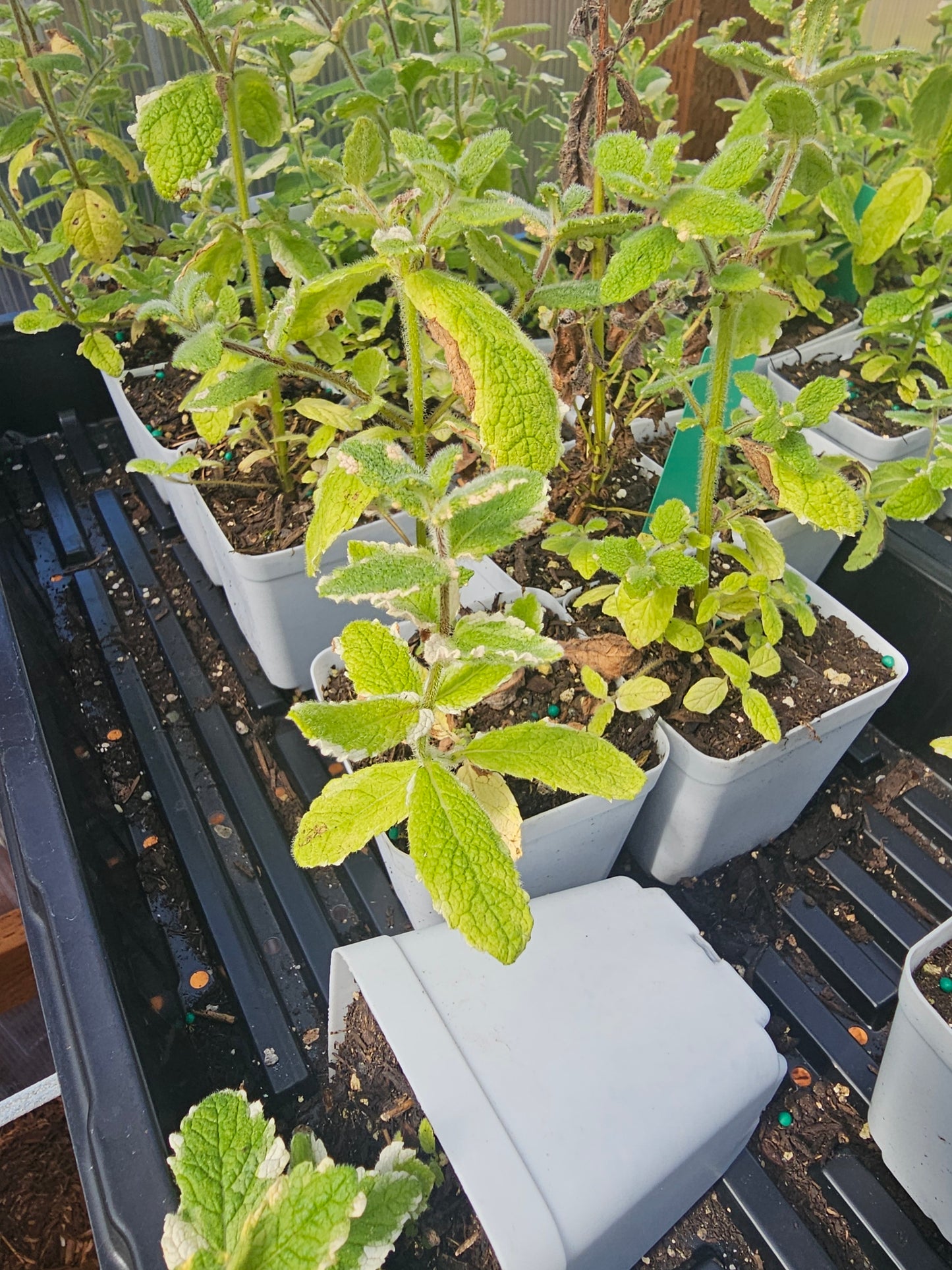 Mint - Pineapple