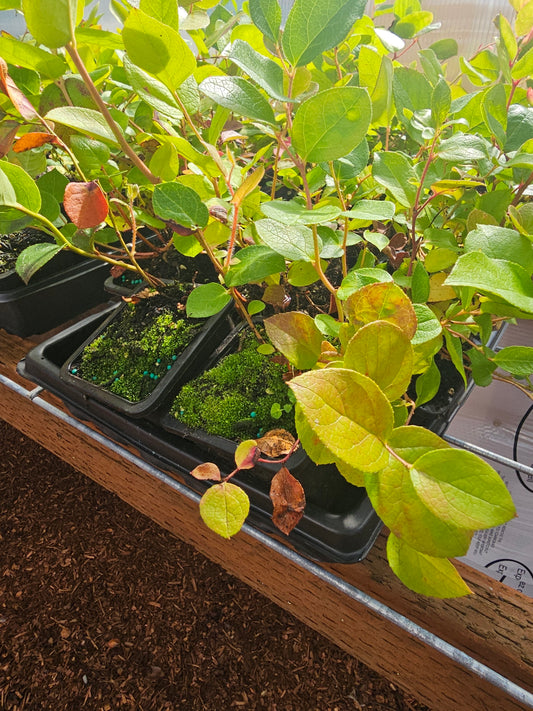 Salal Berry
