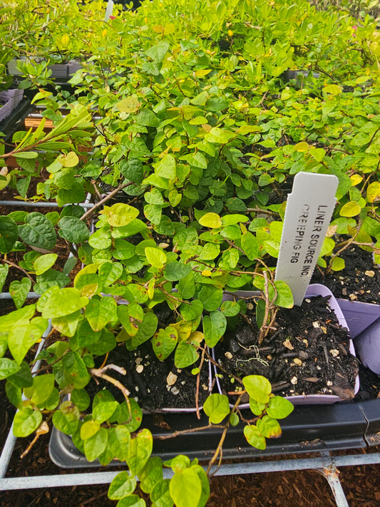 Creeping Fig