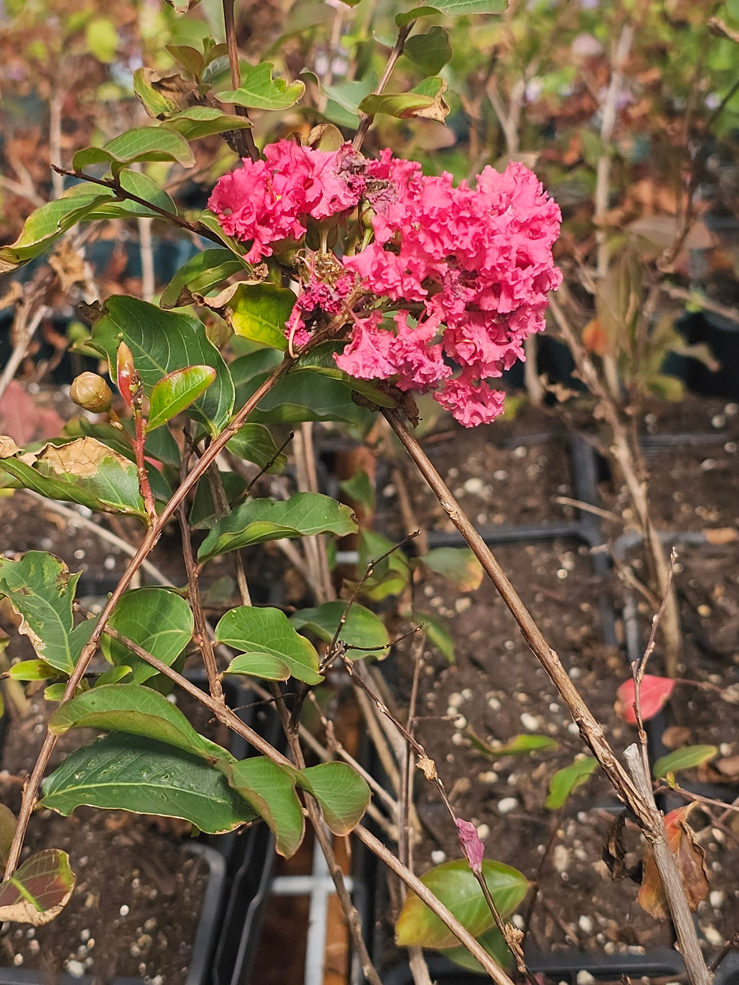 Crape Myrtle - Tuscaloosa