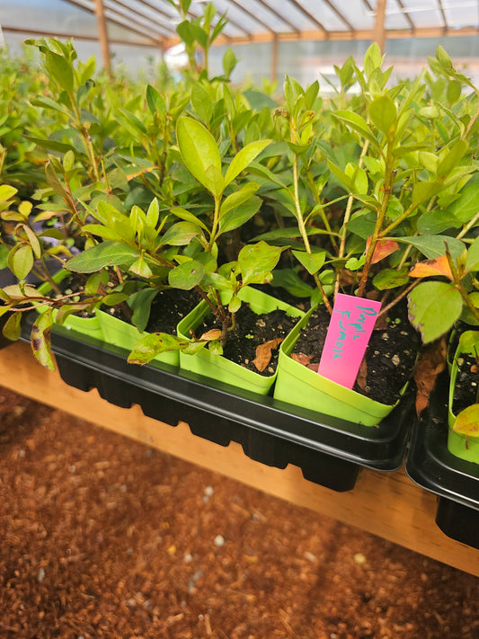 dwarf tibouchina