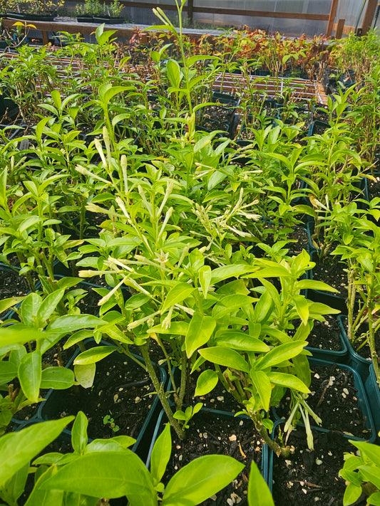 Night blooming Jasmine