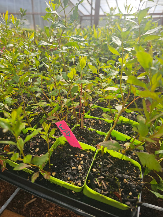 Wax Myrtle