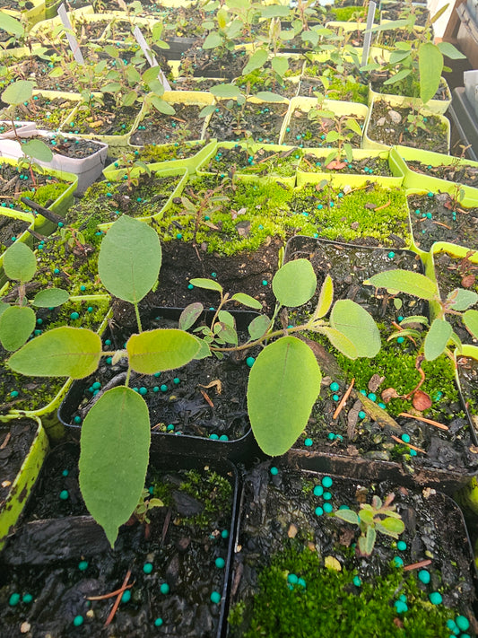 Lemon Eucalyptus