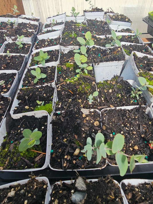Silver Dollar Eucalyptus