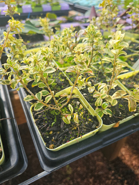 Varigated Boxwood