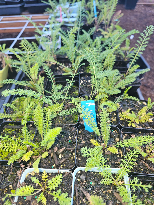 Red Yarrow