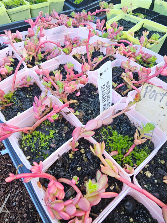 pink seaglass portulaca