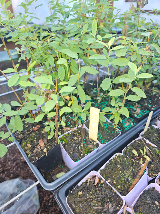 Rose Spirea