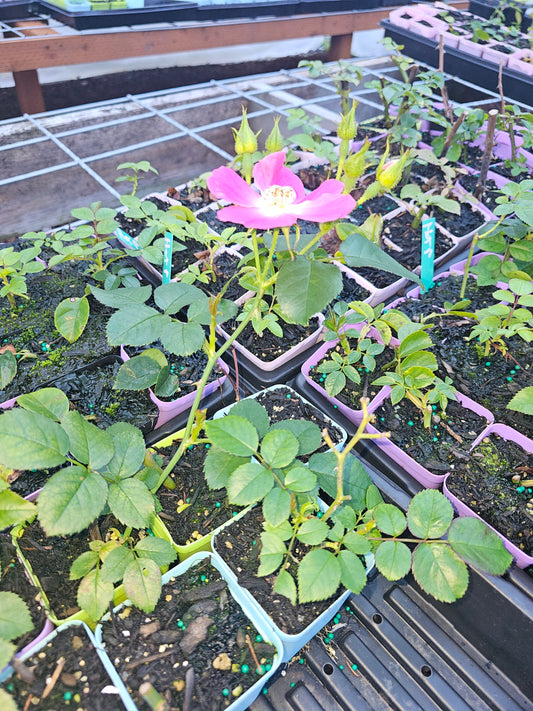 climbing roses