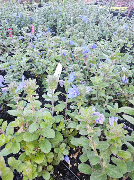 Blue Daze (dwarf morning glory)