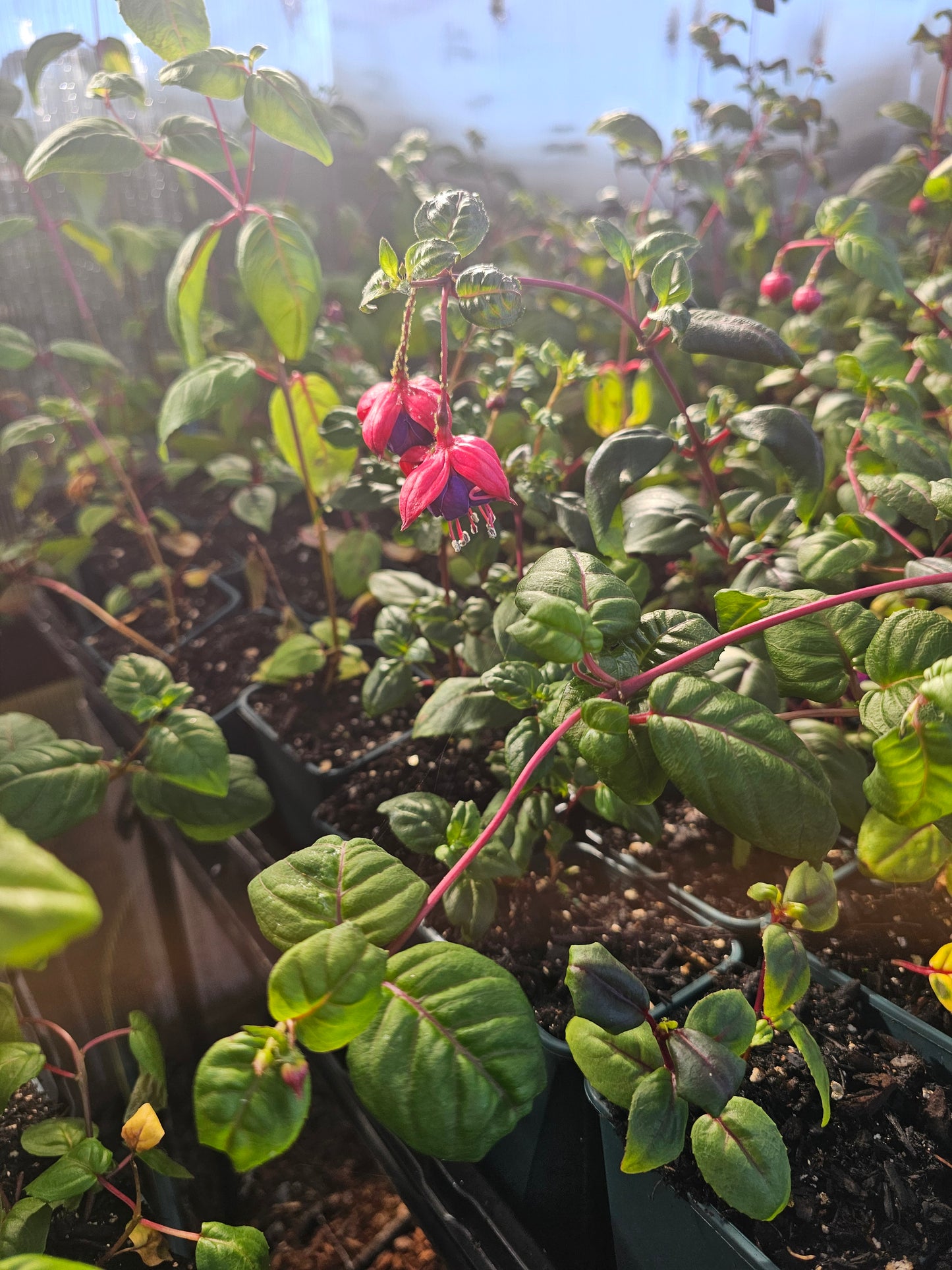 Fuchsia 10-15" tall