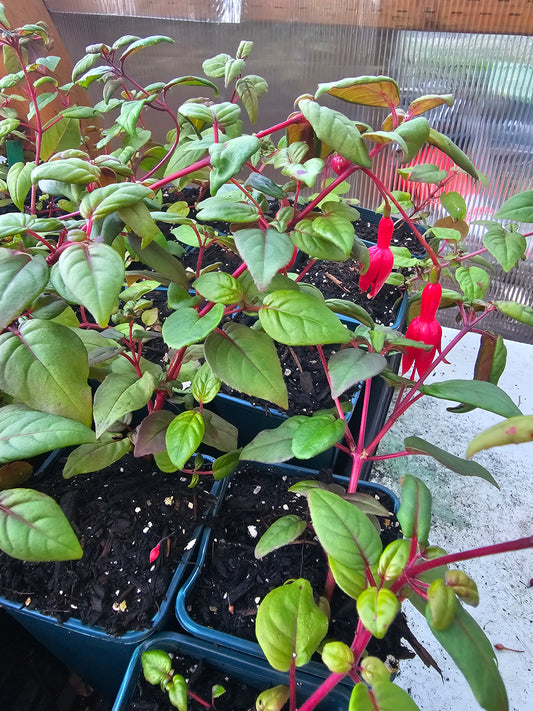 Fuchsia 10-15" tall