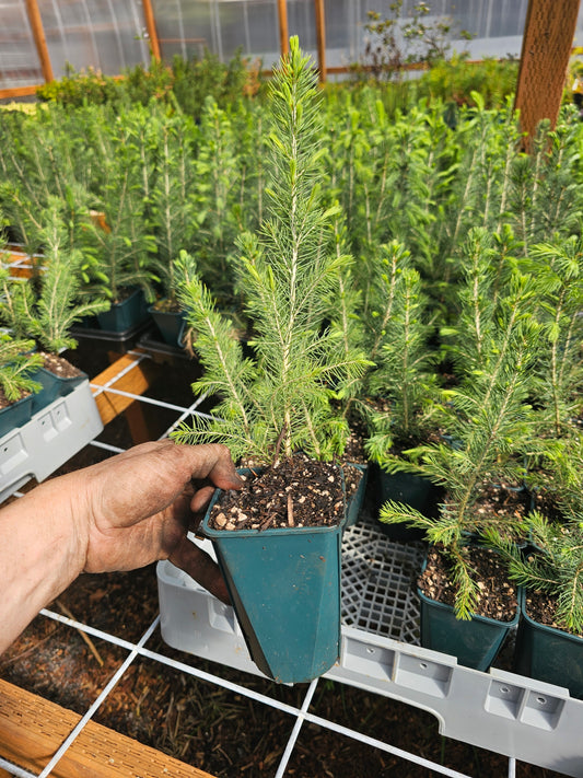 Colorado Blue Spruce