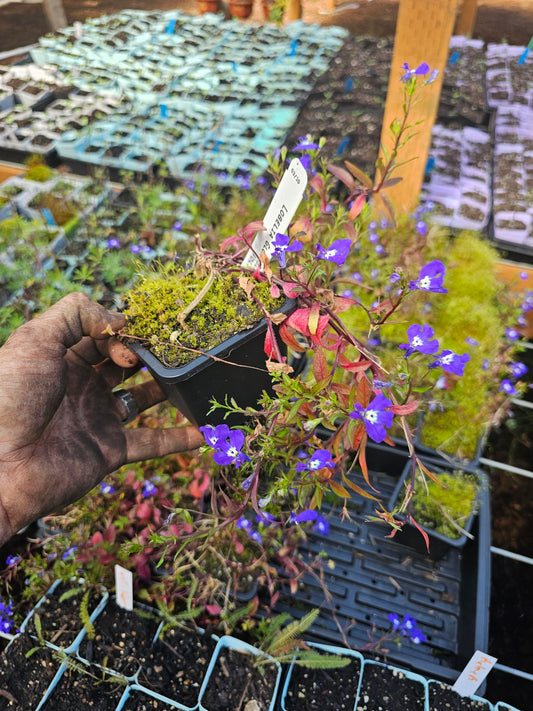 blue lobelia 4"