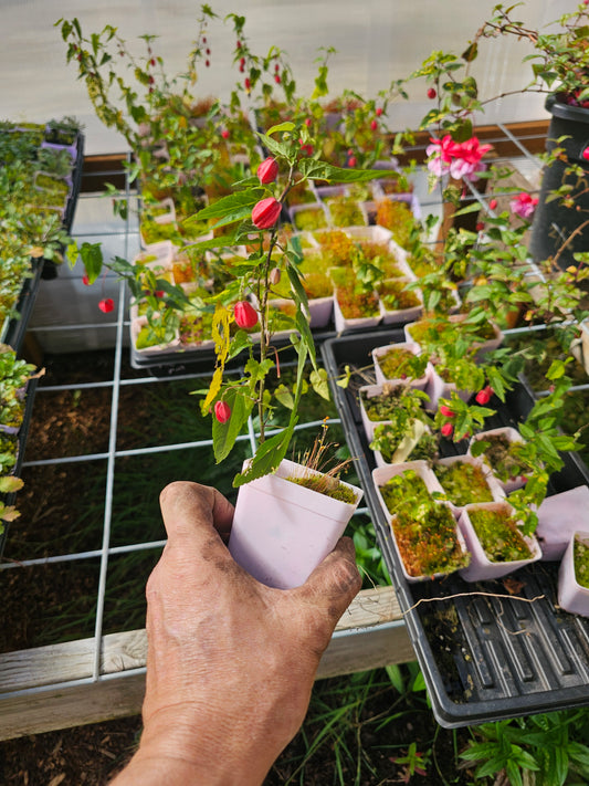 chinese lantern 4"