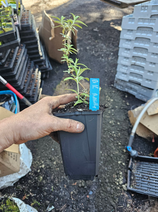 black knight butterfly bush 6" pot