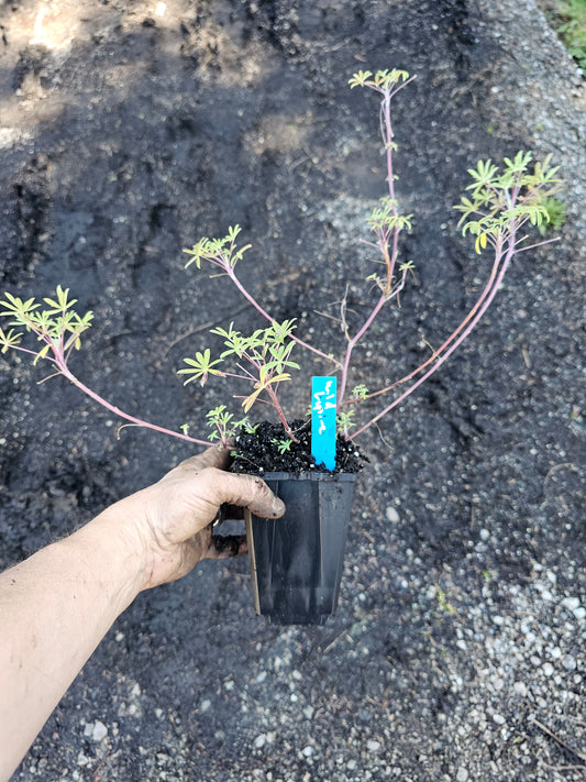 Lupine Flowering Plant